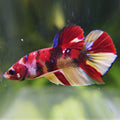 Némo - Mâle Betta Plakat Koi Nemo Galaxy