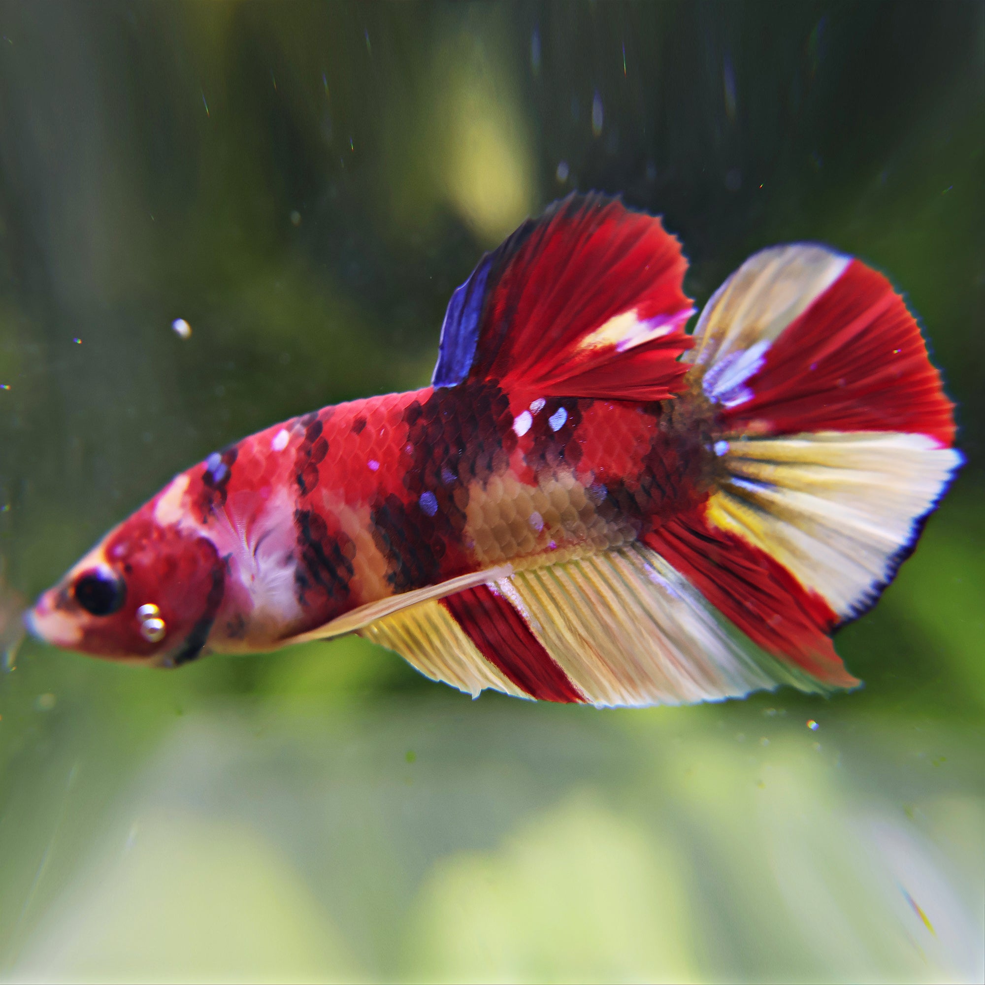 Némo - Mâle Betta Plakat Koi Nemo Galaxy