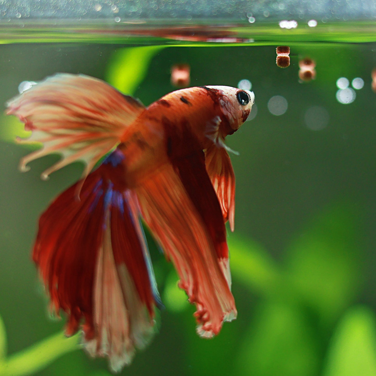 Granulés Bettas - Compléments alimentaire couleurs - Pot 40g