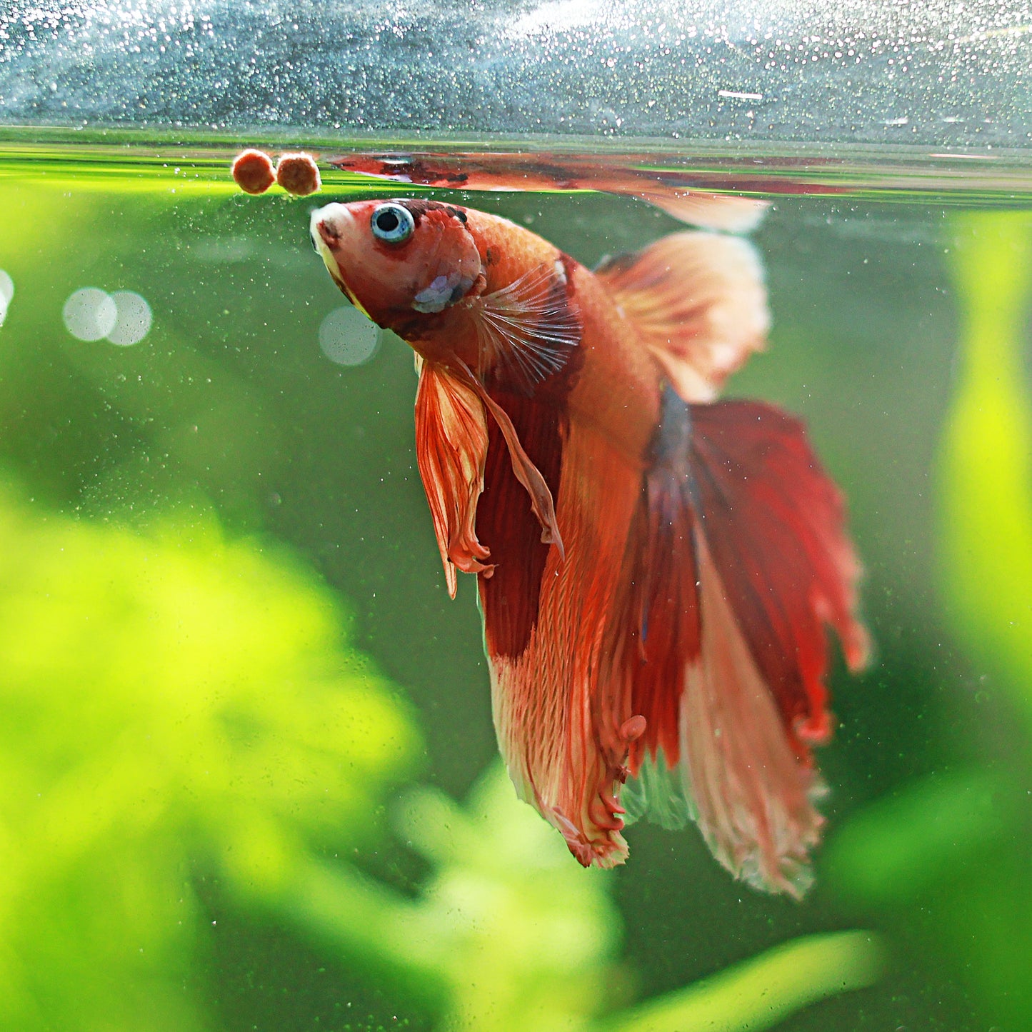 Granulés Bettas - Compléments alimentaire couleurs - Pot 40g