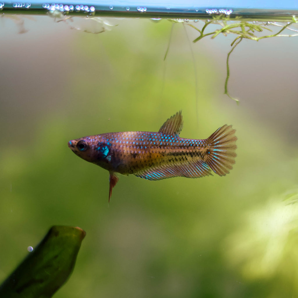 La Reproduction des Bettas - Prestigieuse et Éthique