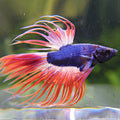 Archibald - Mâle Betta Crowntail Mascott