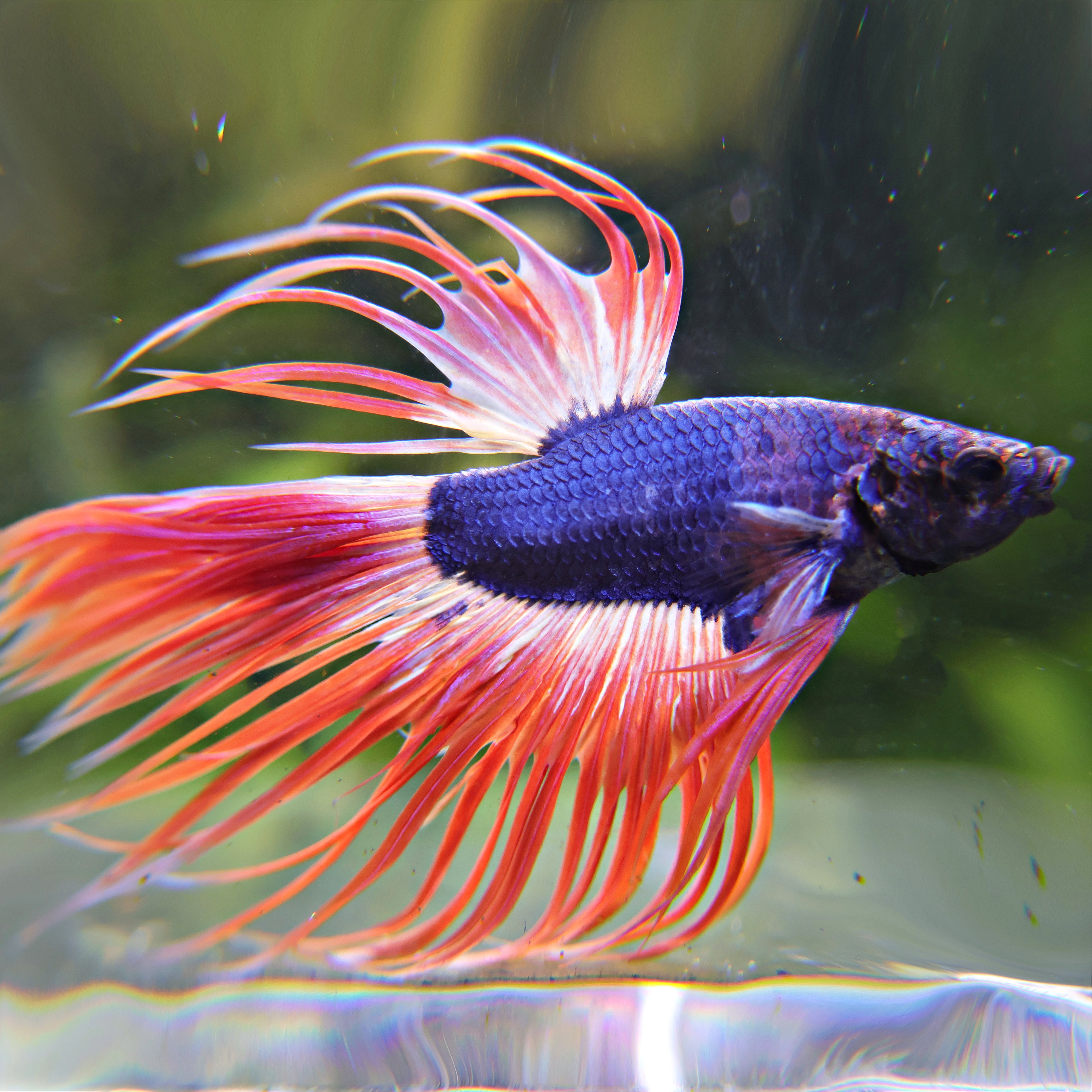 Archibald - Mâle Betta Crowntail Mascott