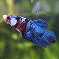 Pshitt - Mâle Betta Plakat Koi Red Galaxy