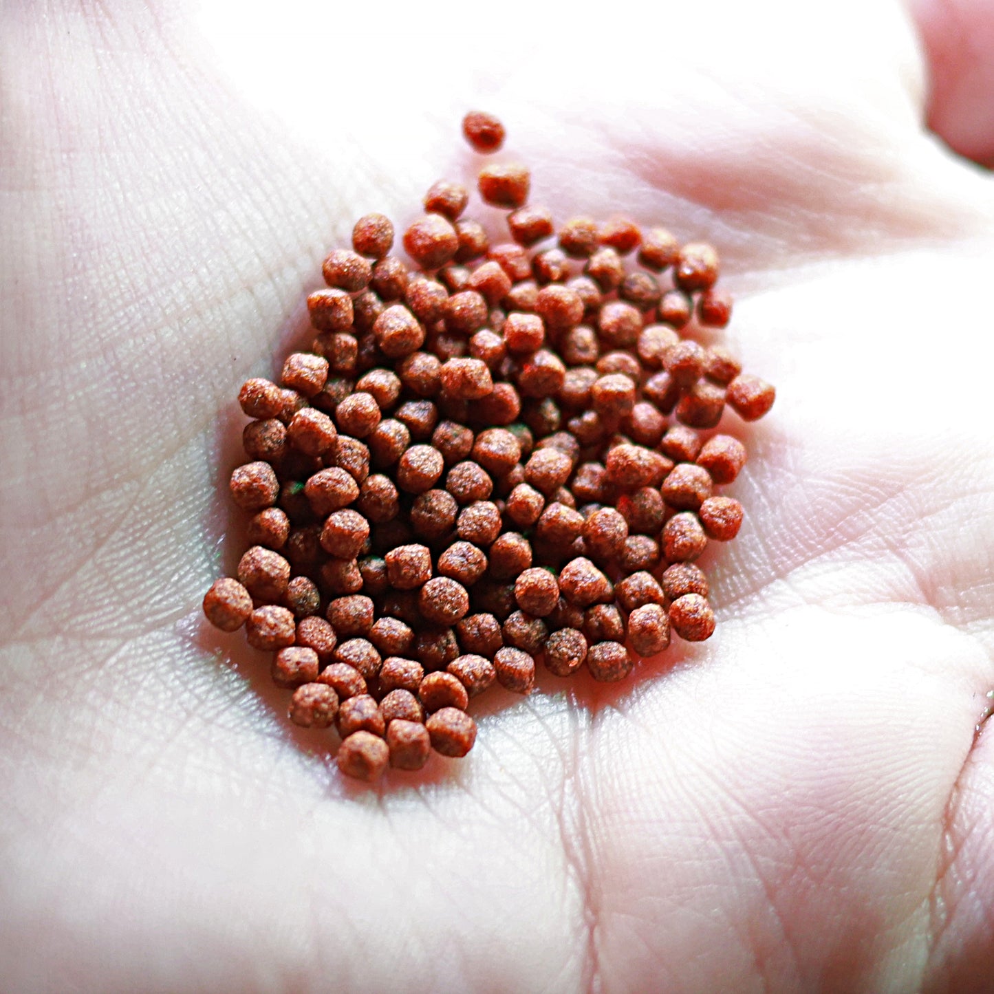 Granulés Bettas - Compléments alimentaire couleurs - Pot 40g