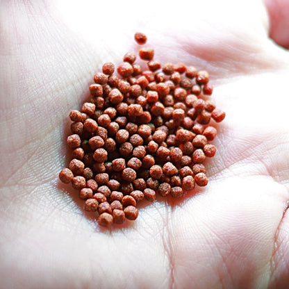 Granulés Bettas - Compléments alimentaire couleurs - Pot 40g