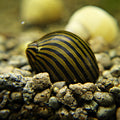 Neritina Natalensis Zebra