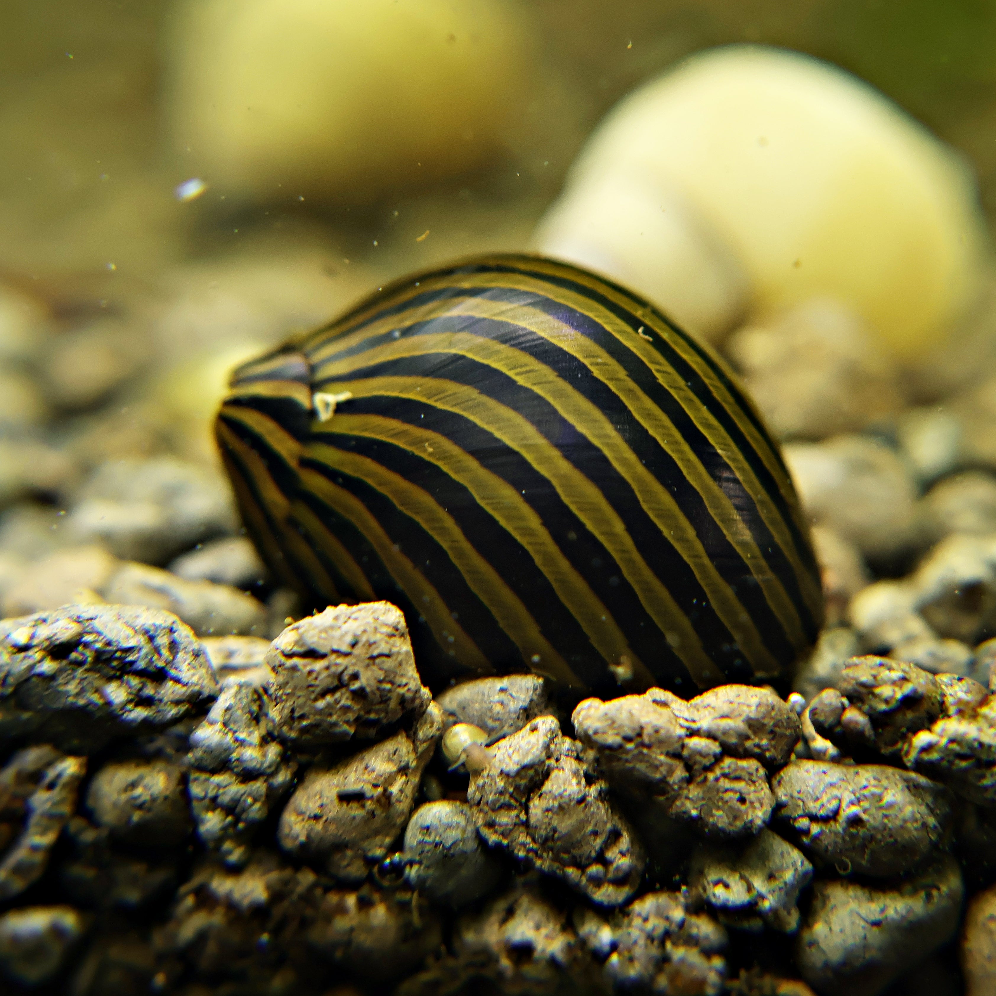 Neritina Natalensis Zebra