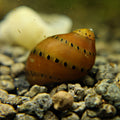 Neritina Turrita