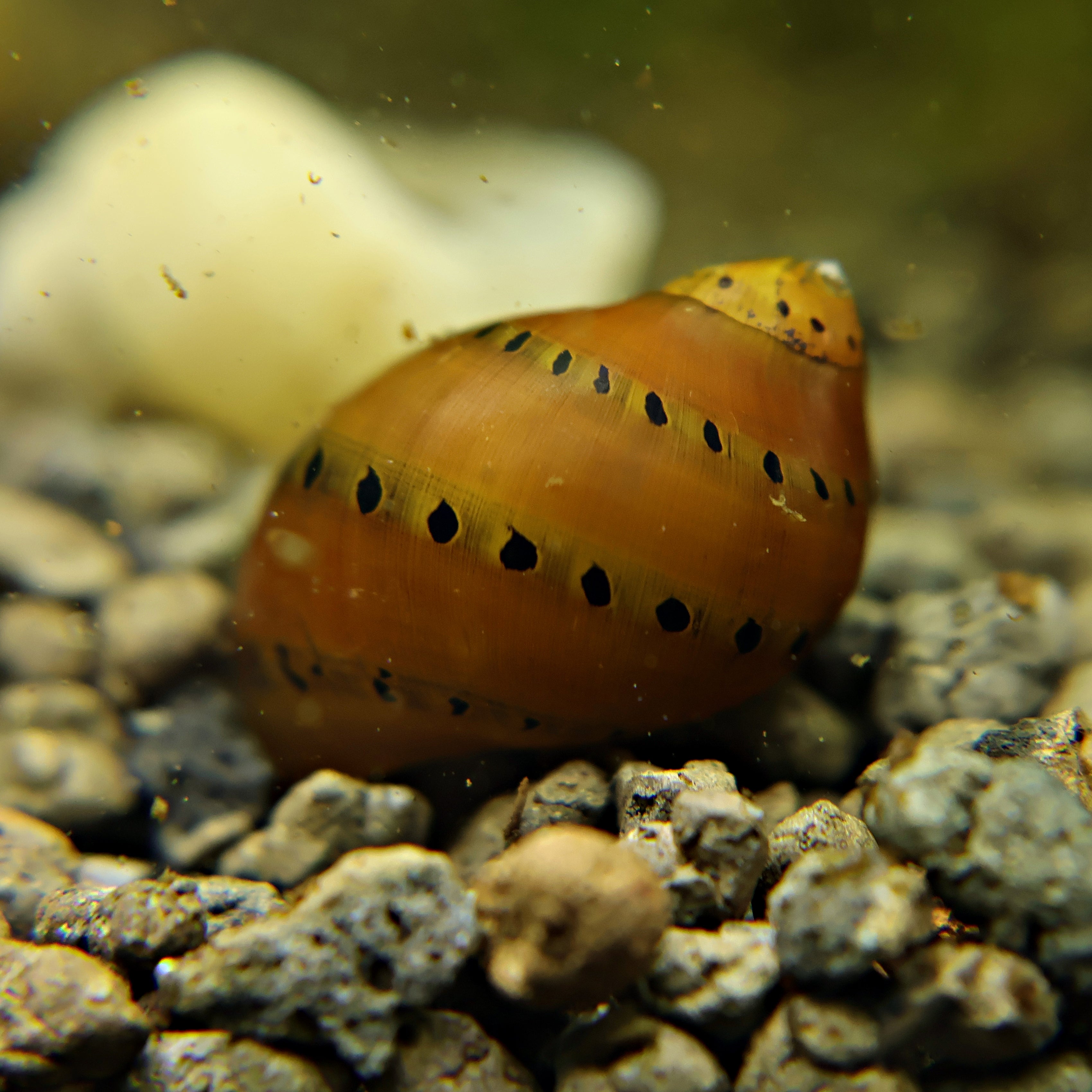 Neritina Turrita