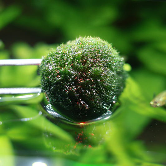 Cladophora Aegagrophila - Boule de Mousse / Plante pour Aquarium