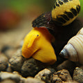 Escargot Tylomelania Orange