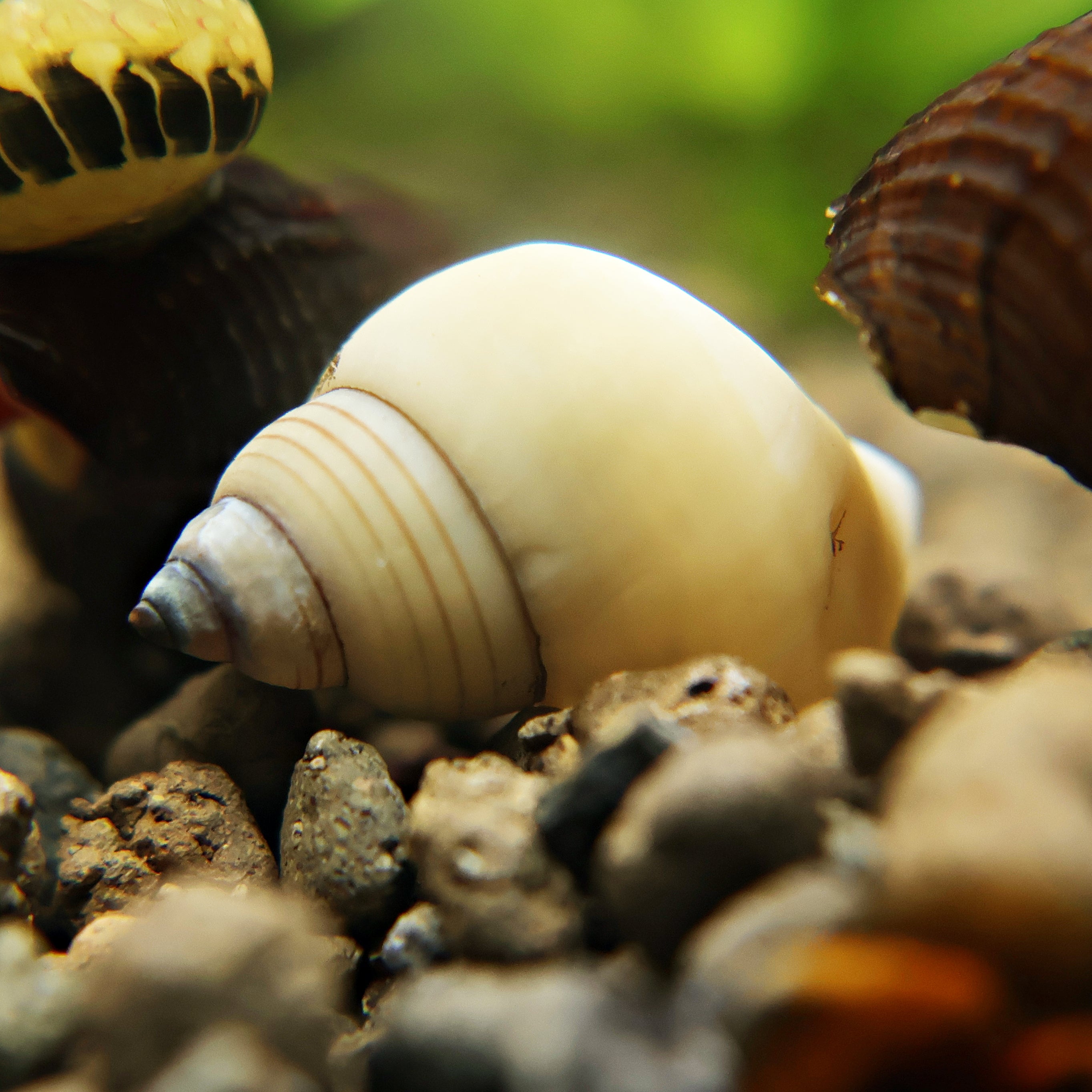 Escargot Fantome - Filopaludina martensi