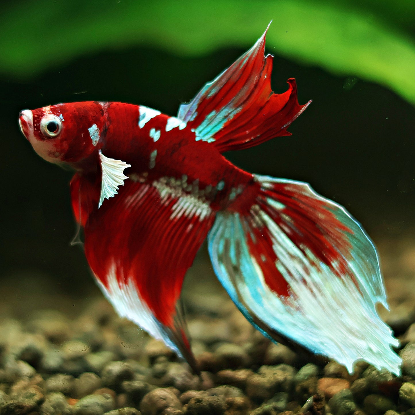 Shuriken - Mâle Veilteil Red Galaxy 🇮🇩