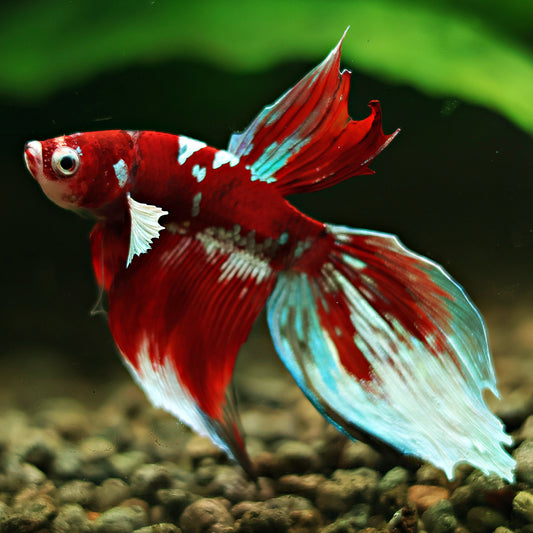 Shuriken - Mâle Veilteil Red Galaxy 🇮🇩