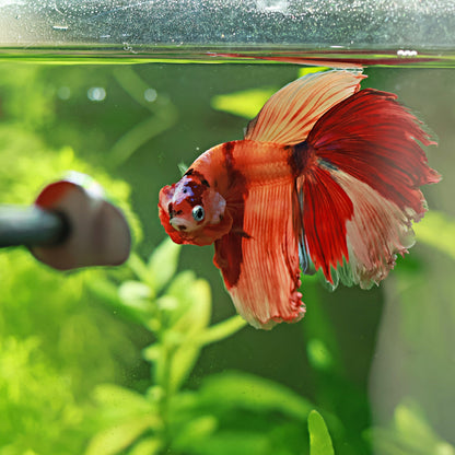 Betta Flare Stick - Pour Parade / 25 cm