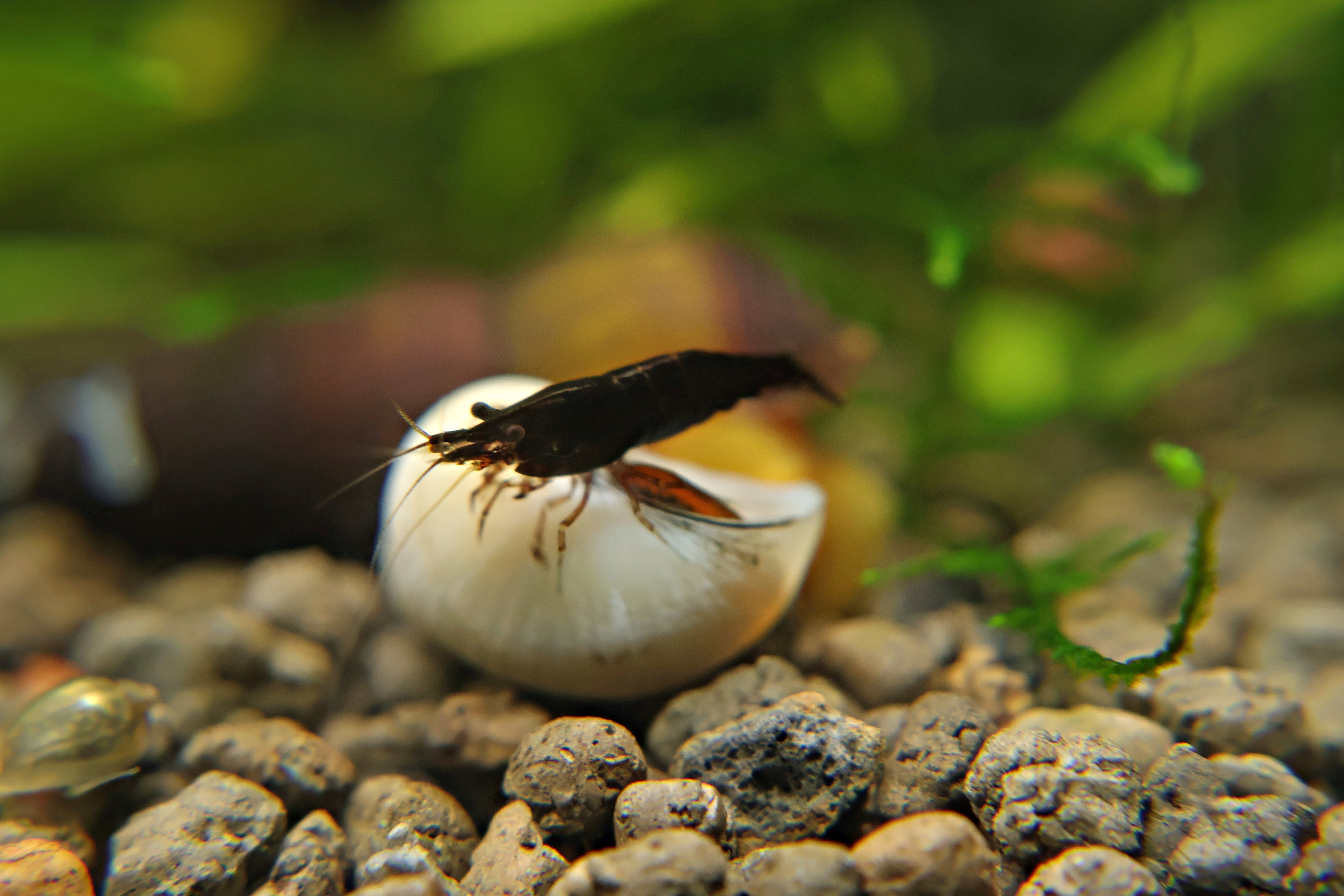 🤎Crevette Neocaridina Chocolate - a l'unité