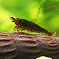 🤎Crevette Neocaridina Chocolate - a l'unité