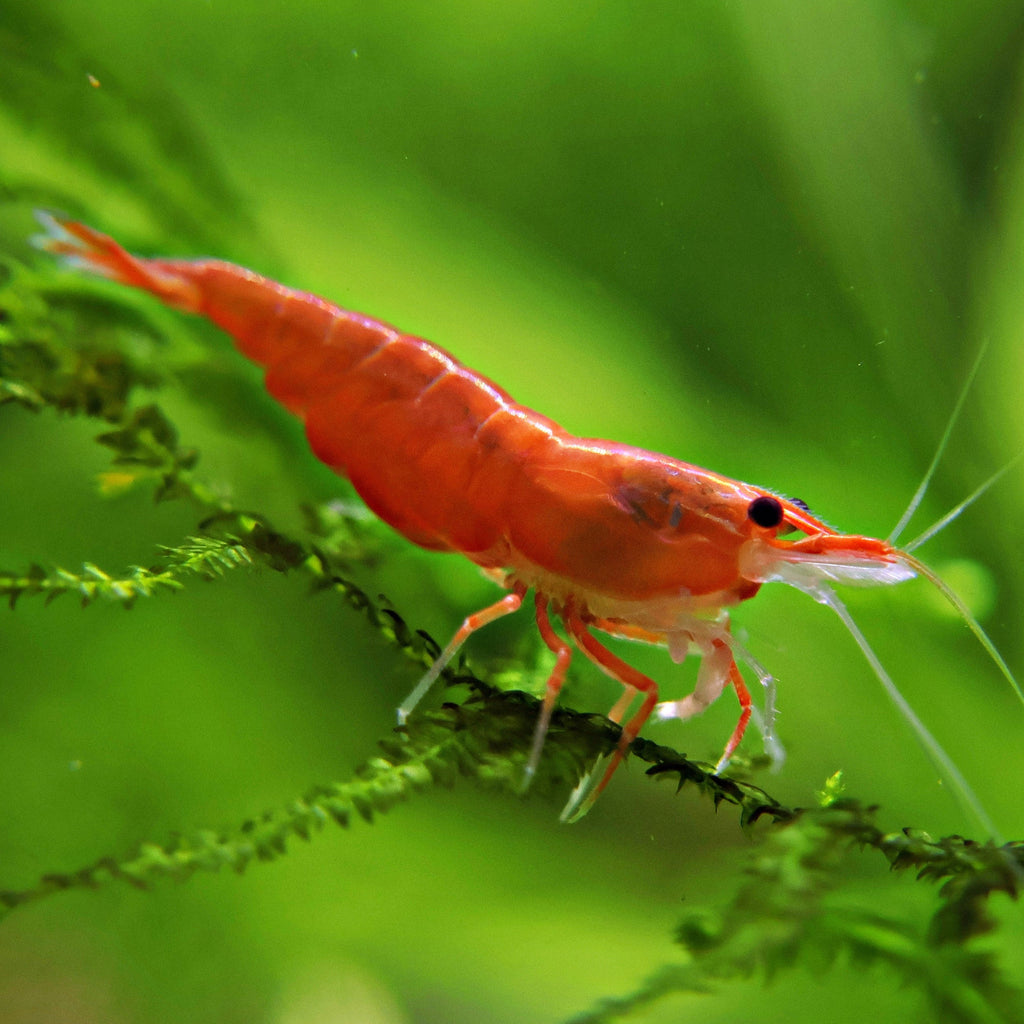 🧡Crevette Neocaridina Sunkist Orange - a l'unité