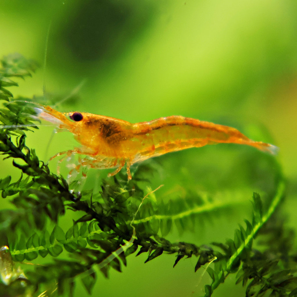 🧡Crevette Neocaridina Sunkist Orange - a l'unité