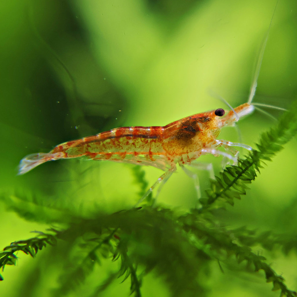 🧡Crevette Neocaridina Sunkist Orange - a l'unité