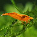 🧡Crevette Neocaridina Sunkist Orange - a l'unité
