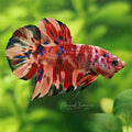 [Showroom] Mâle Plakat Giant Koi Nemo Galaxy