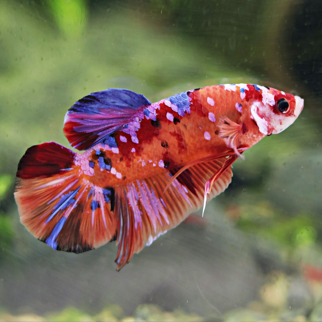 Atlas - Macho Plakat King Giant Koi Nemo Galaxy