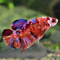Atlas - Mâle Plakat King Giant Koi Nemo Galaxy