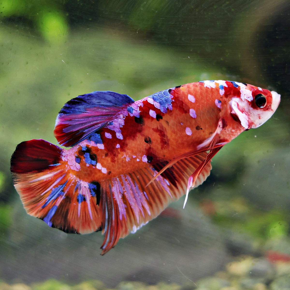 Atlas - Mâle Plakat King Giant Koi Nemo Galaxy