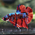 Impress - Mâle Plakat King Giant Nemo Galaxy