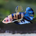 Soft - Mâle Plakat Mettalic Koi Yellow Galaxy