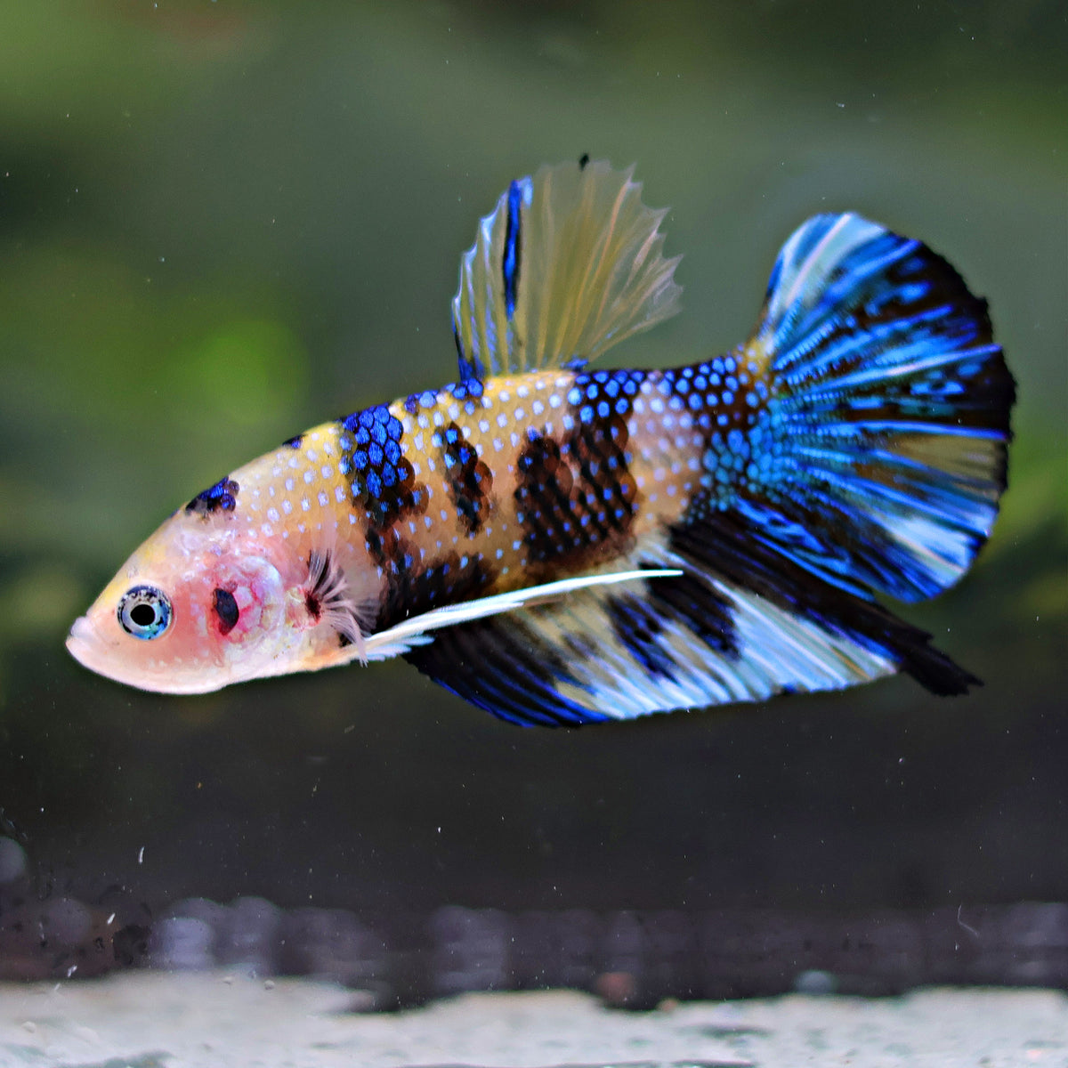 Soft - Mâle Plakat Mettalic Koi Yellow Galaxy