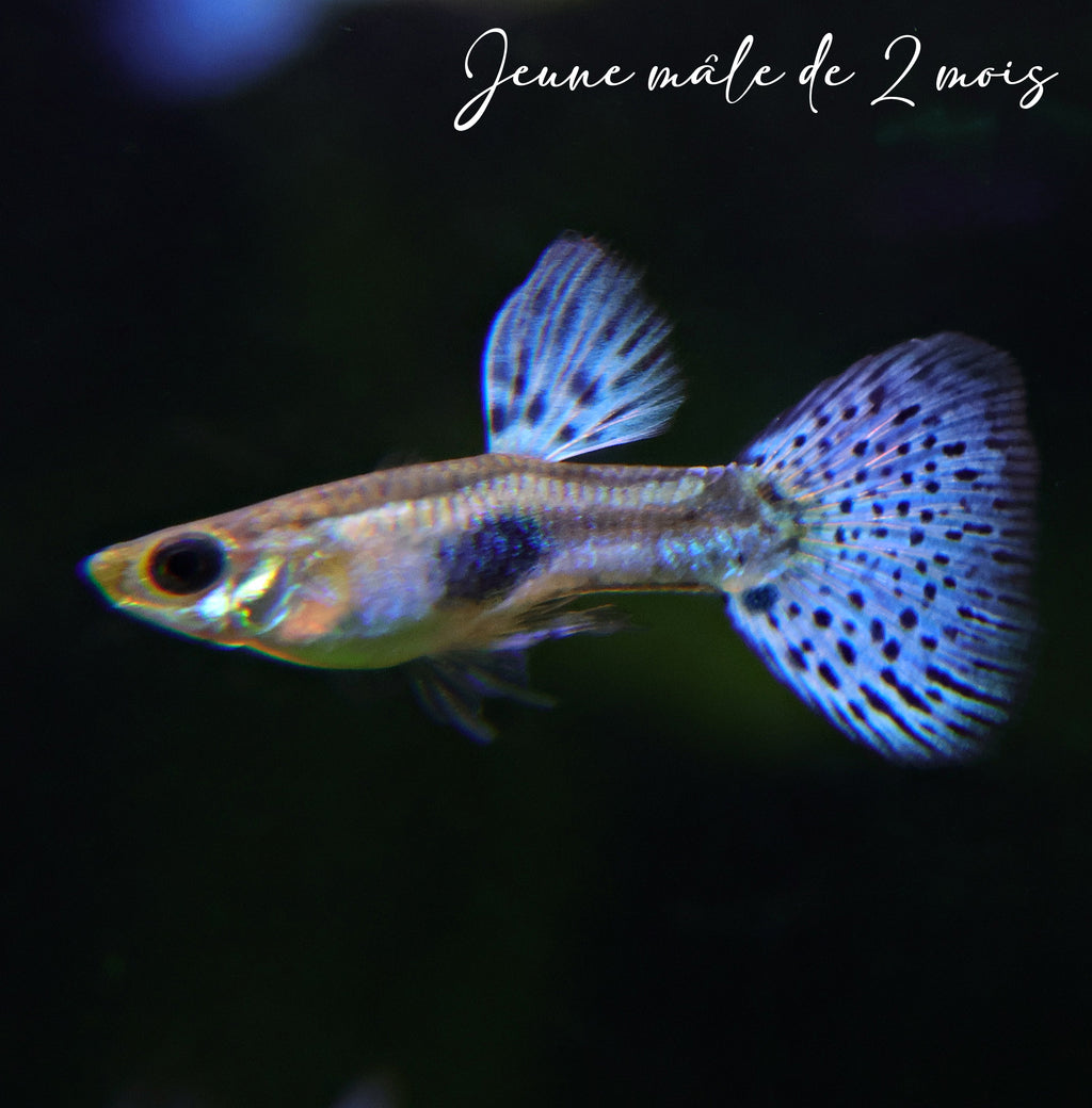 5a/ Blue Grass Poecilia Reticulata / Souche Française 🇨🇵