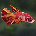 Plasma - Mâle Plakat Koï Red Tiger