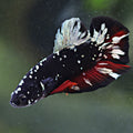 Polaris - Mâle Plakat Stardust Nebulla Avatar Copper Vampire