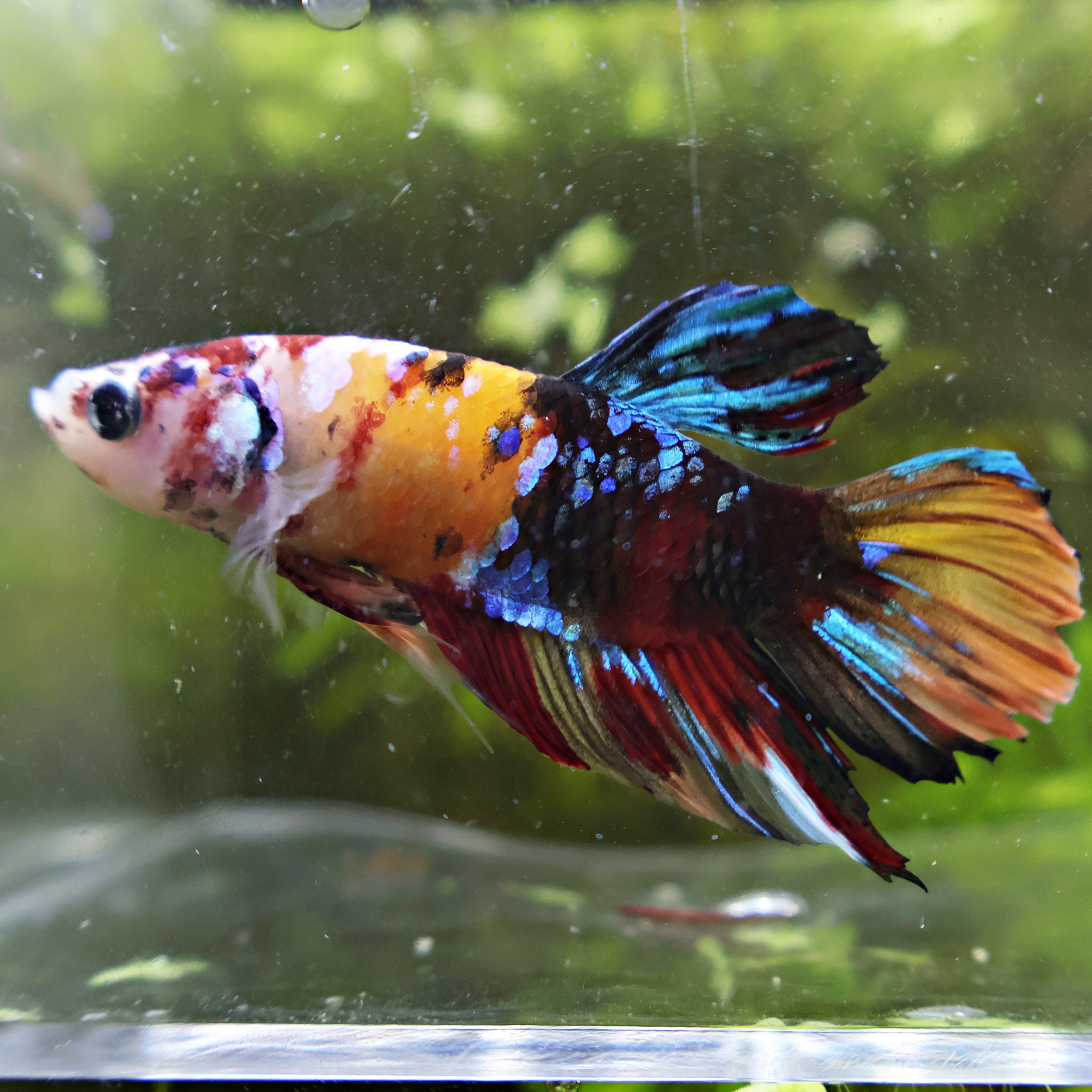 Farfale - Mâle Betta Plakat Koi Nemo Galaxy