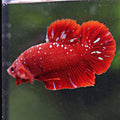 Izar - Mâle Plakat Red Chromatic Stardust Nebulla