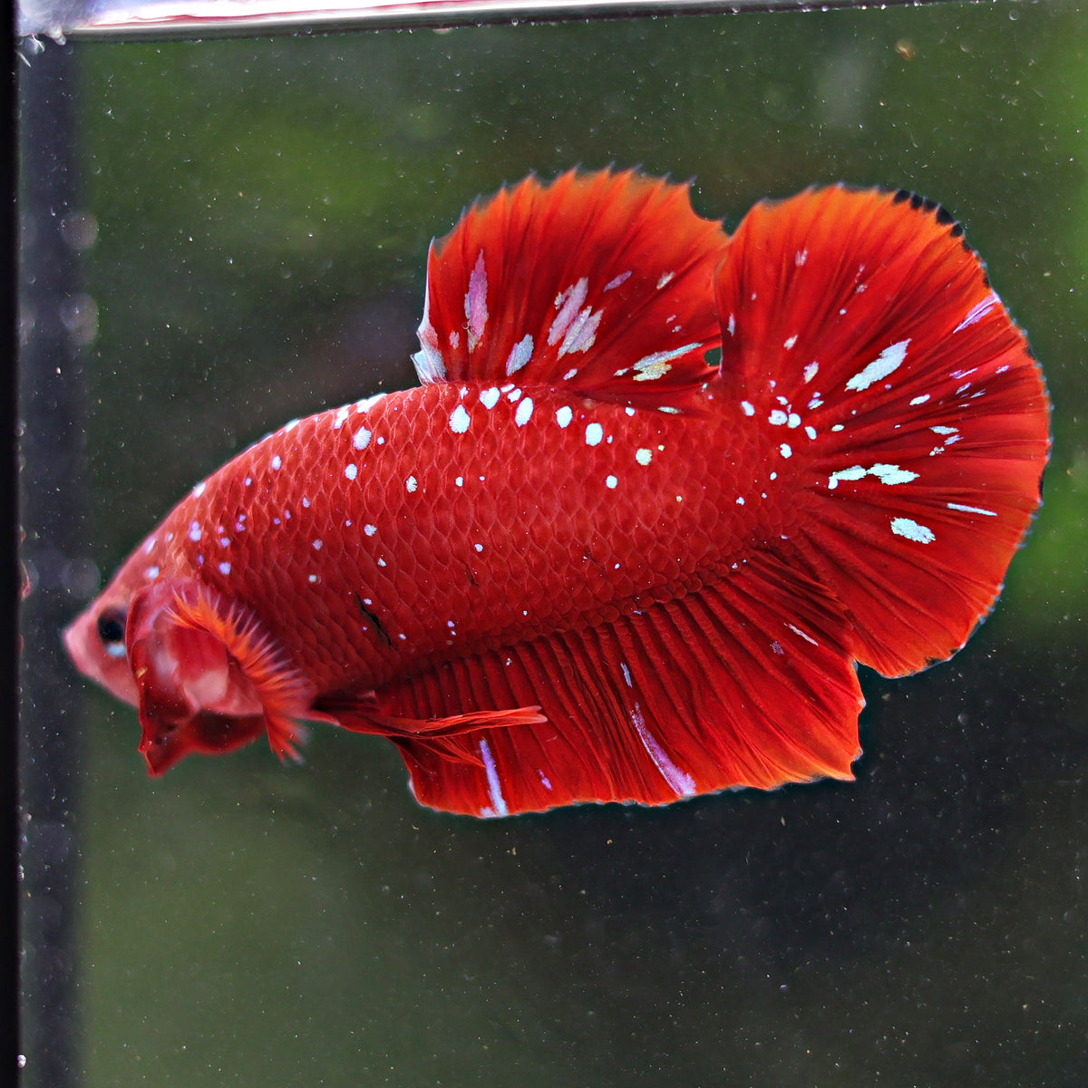 Izar - Mâle Plakat Red Chromatic Stardust Nebulla