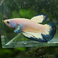 Ghost - Betta Mâle Blue Rim