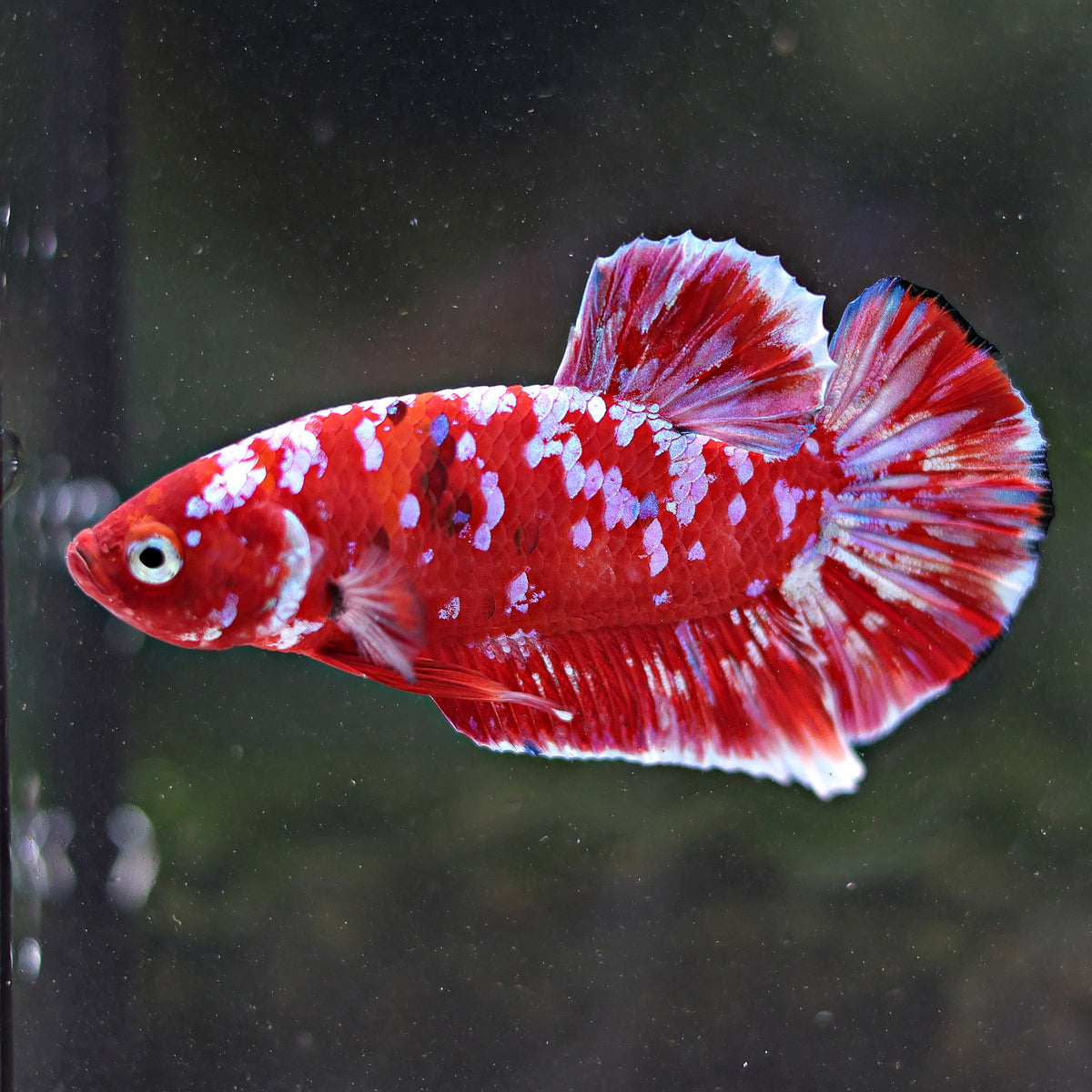 Starbery - Mâle Plakat Red & Pink Galaxy