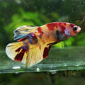 Pitchoune - Mâle Betta Plakat Koi Yellow Nemo Galaxy
