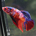 Color - Mâle Plakat King Giant Nemo Galaxy