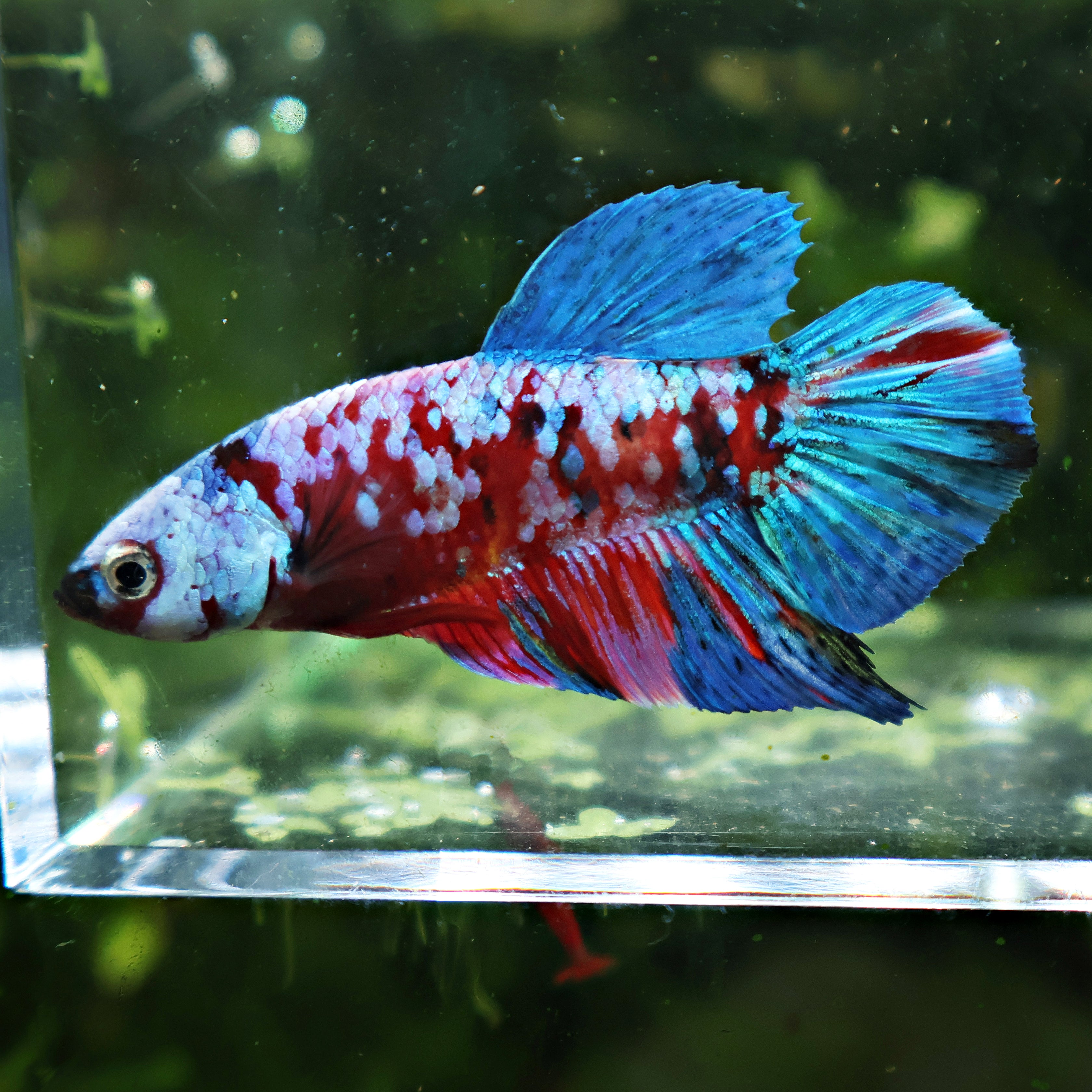 Notilus - Mâle Betta Plakat Red Galaxy