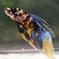 Banana - Mâle Veiltail Koi Yellow Galaxy
