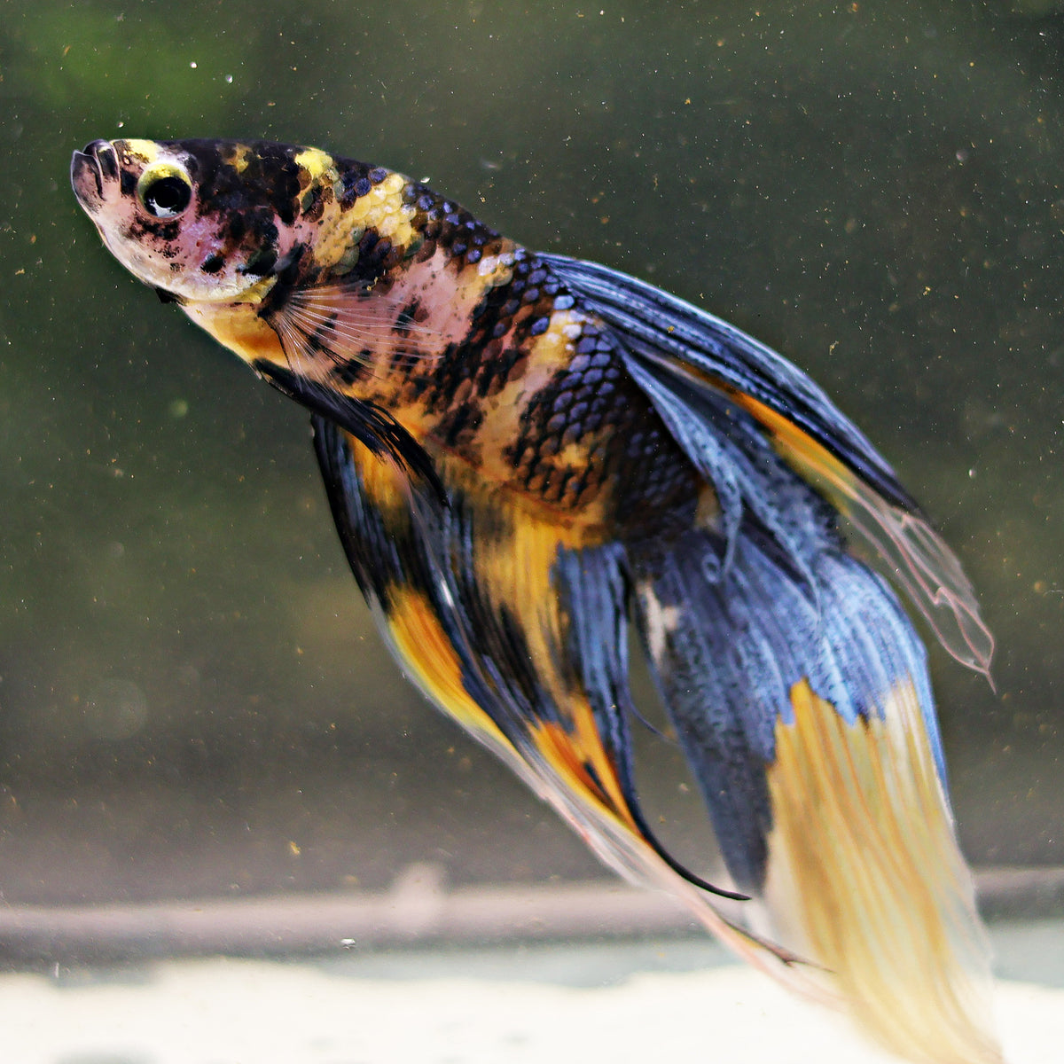 Banana - Mâle Veiltail Koi Yellow Galaxy