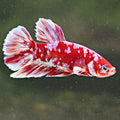 Pashun - Mâle Plakat Red & Pink Galaxy