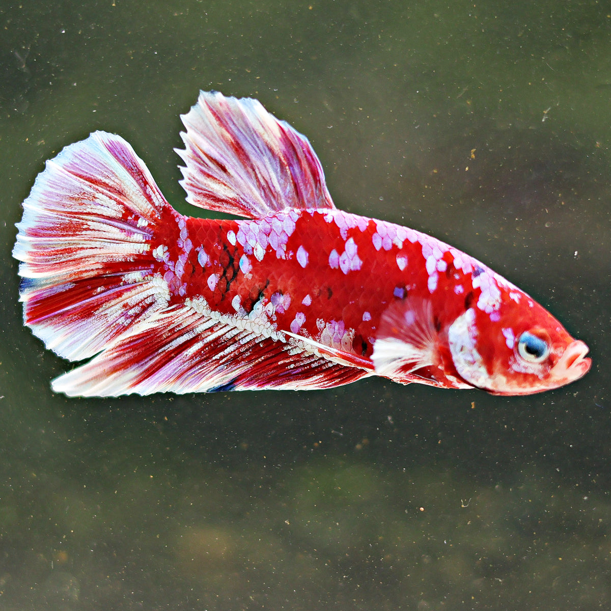 Pashun - Mâle Plakat Red & Pink Galaxy