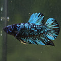 Lesath - Mâle Plakat Stardust Nebulla Avatar Yellow