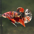 Mango - Mâle Plakat Koi Mettalic Copper Nemo